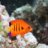 reefnewbie