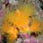 Stonefish13
