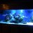 Reefing Madness