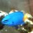 ferretfish