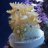 VeloceReef
