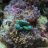 reefnJeff