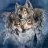 wolfdaddy