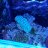 DSC reef