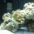 Reefermike420