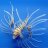 -LionFish-