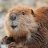 Mudbeaver
