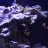 Reef_Ninja