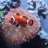 WSA_ReefZone