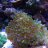PittsburghReefTank12