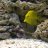 fishfinatic