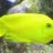 Diver_1298