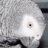 Birdlady
