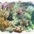 acropora