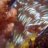 visualscapes