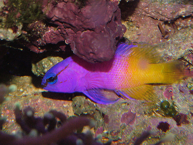 Saltwaterfish.com I think