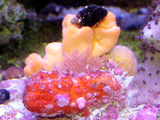 These cool sponges came on a rock that a gorgonia was attached to .