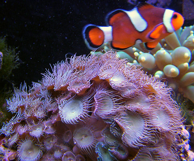 I cant find any corals that this clown will adopt as her home. She to sit on the powerhead.