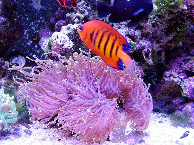This fish likes to pick at my corals.
