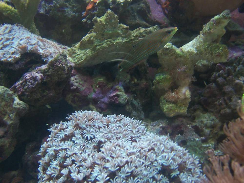 This is Ronnie...im not sure what he is lol but i think hes either a goby or a wrasse....he has the...