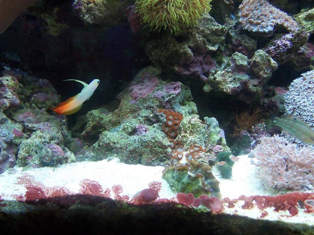 My fire fish and my deresa clam and different parts of corals lol