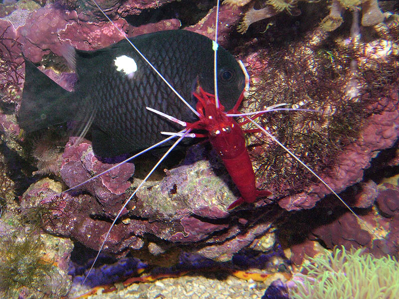 Fire shrimp earning his keep.<br />
His name is Doc
