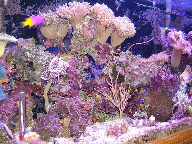 This tank is under VHO lighting now