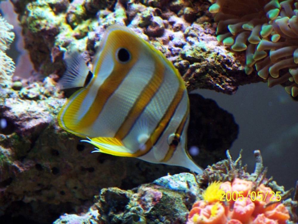 My copperban w/sun polyps