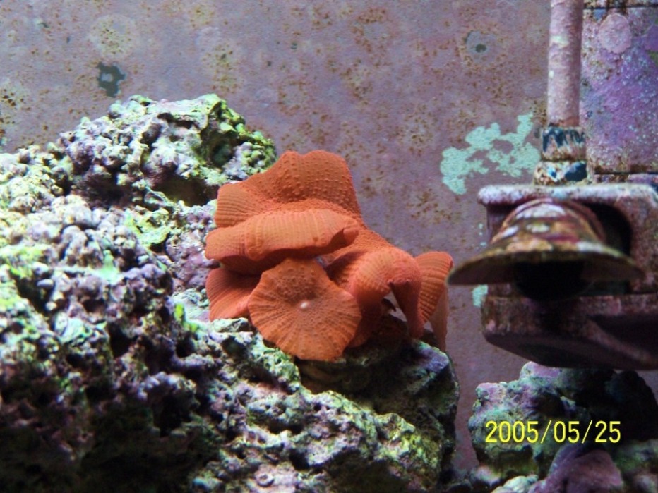 Here are 5 baby mushrooms offsprings..