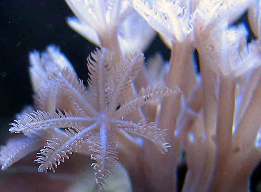 a close up look in xenia