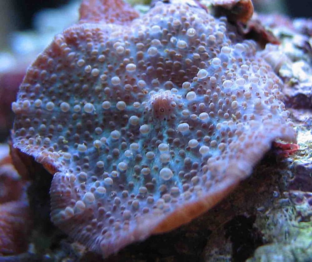 blue shroom