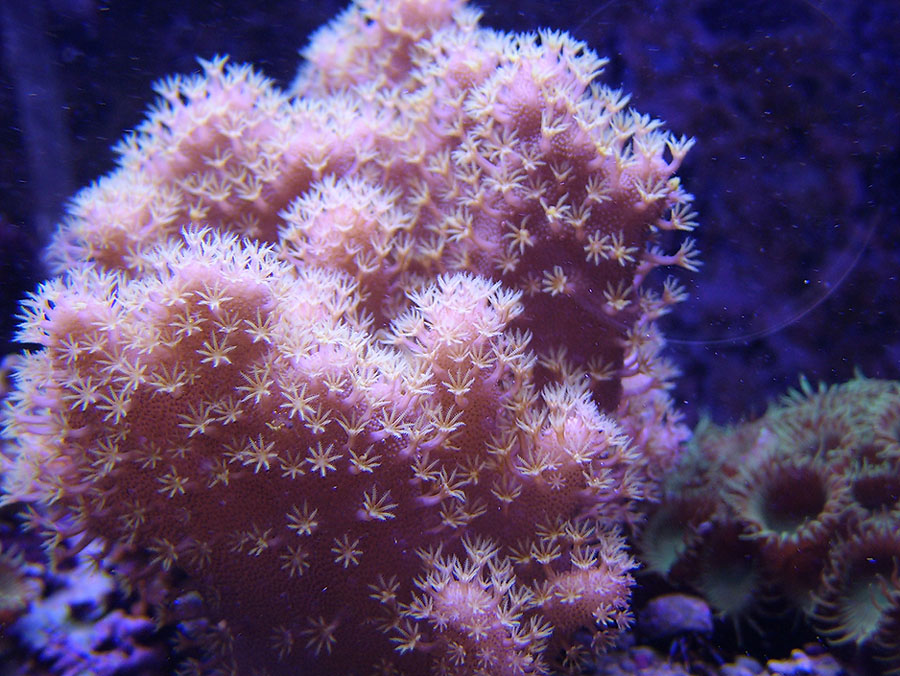 Ive had this one about 3 or 4 months and if you watch closely you can almost see it grow. Fast...