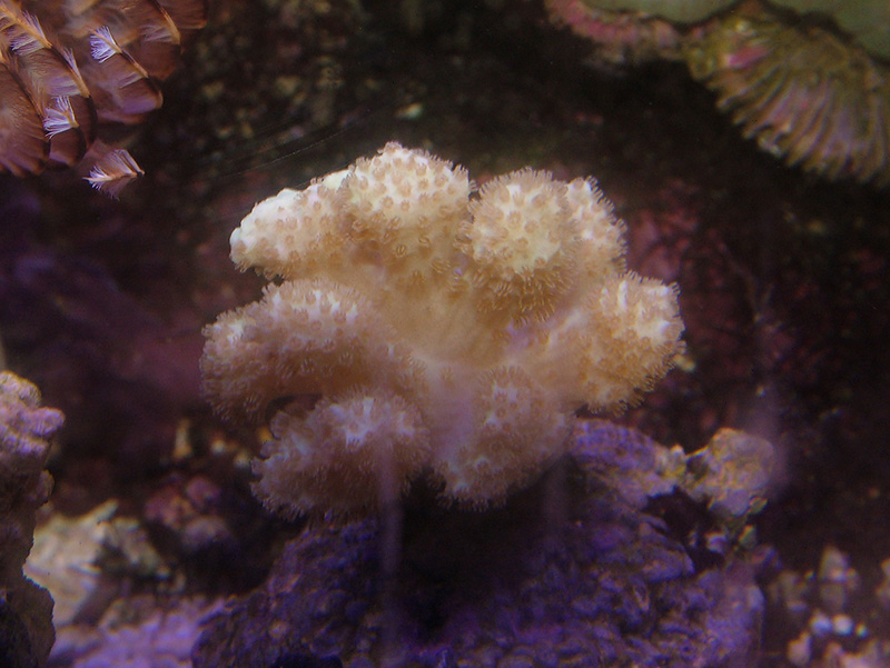 This is the slowest growing coral I have ever seen. Its 1 year old and only 1 inch.