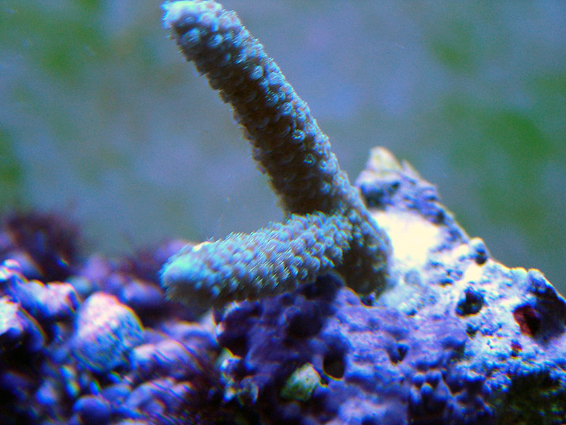 Another of the good Dr&#039;s frags