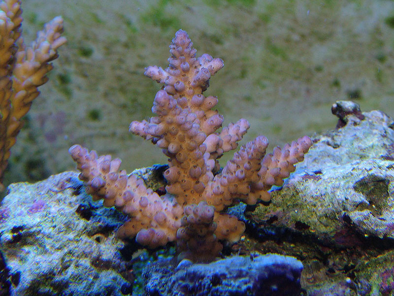 Another new frag from DR Mac