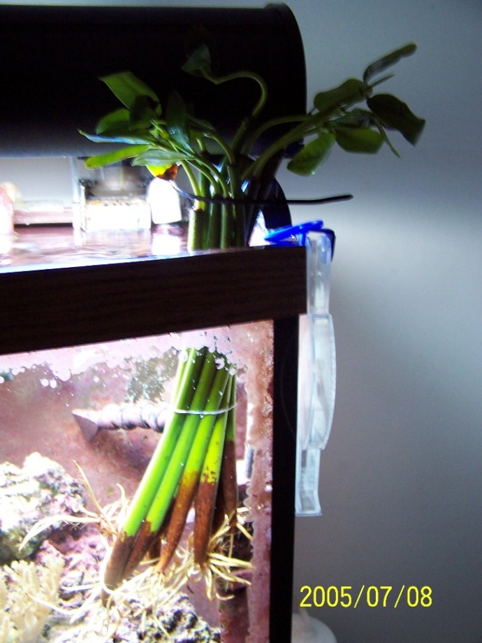 Here are my New Mangroves. 11 in total. In tank temp. will be setting up my fuge in the next week.