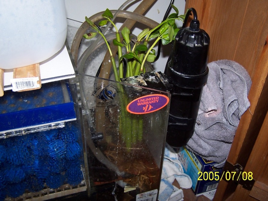 Here are my brothers mangroves in my sump. Also temp. will be going into his fuge this weekend. 11...
