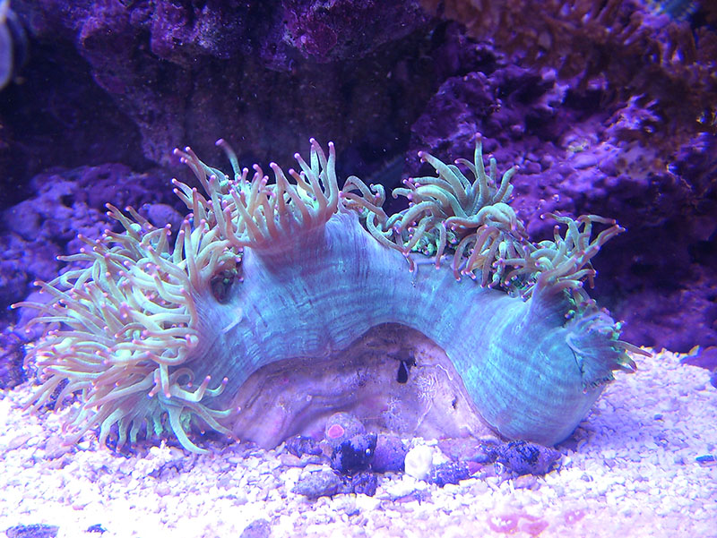 This guy just folds like a taco when feeding.