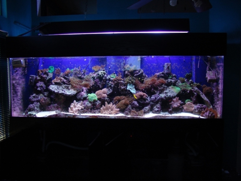 300 tank 8 months old