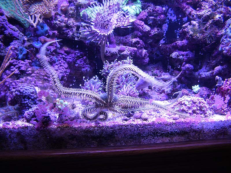 Ive had this guy for a year and he has really grown. He is about 13 inches long