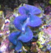 This is my first clam...he&#039;s growing nicely. Measures about 3&quot; now!