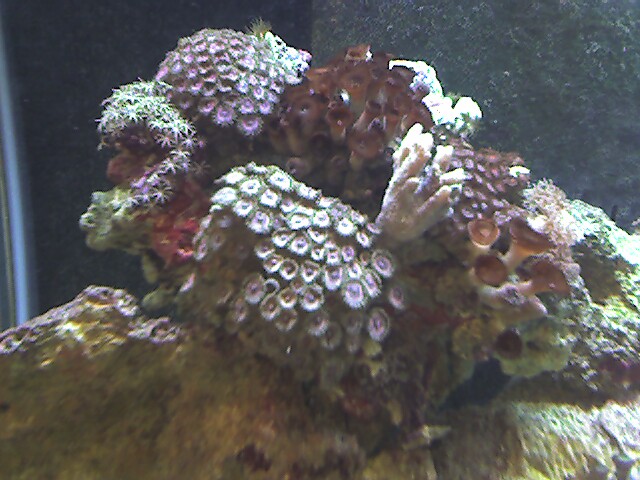 Found a couple large frags of mixed Zoas. What do you think.