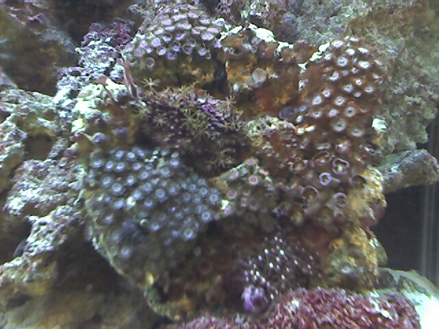 Another big frag.