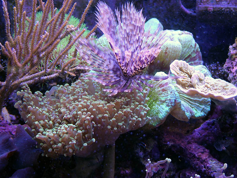 Corals are going to out grow this tank