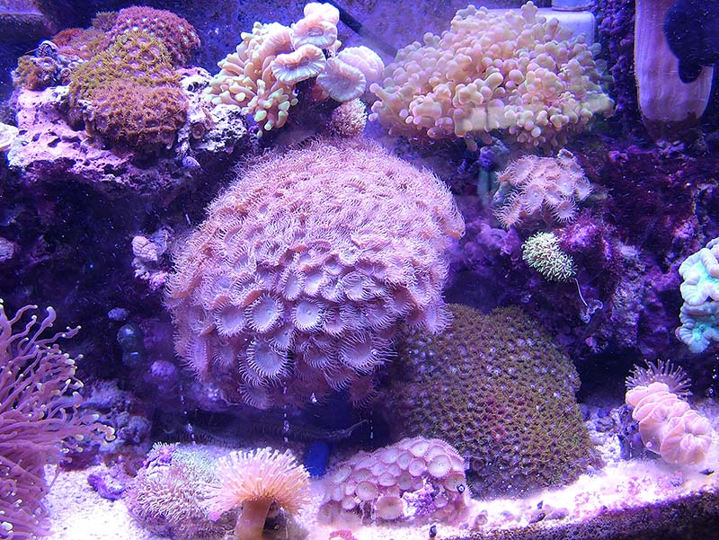 Super Oper Duper growing, Threatening to take over everything. want some?