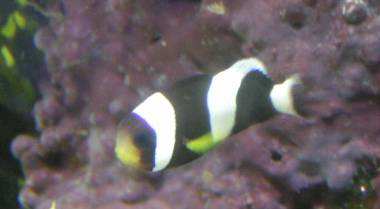 Got this little guy about a month ago. Finally a clown that has survived in my reef...so far...lol!