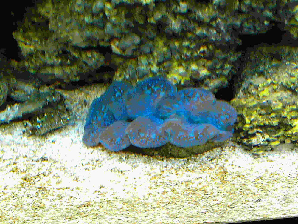 this is my second clam.  it is a looker and a get catch from a LFS