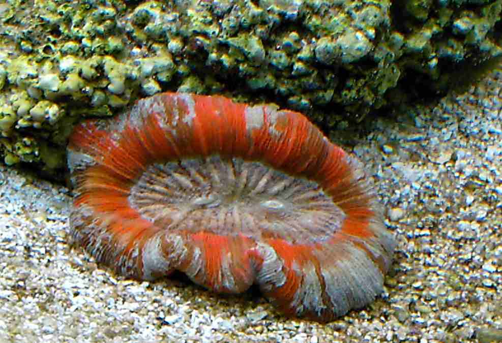 My new brain coral 8/1/5