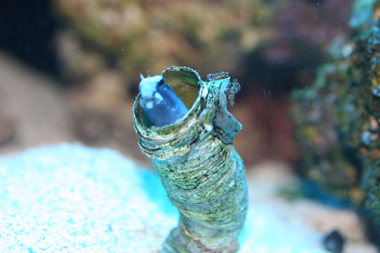 It seems my Mimic Blenny and my coco worm are having a power struggle