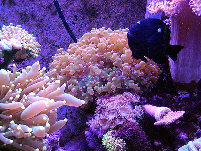 This fish bytes me every time I put my arm in the tank. Actually drew a drop of blood once on my...
